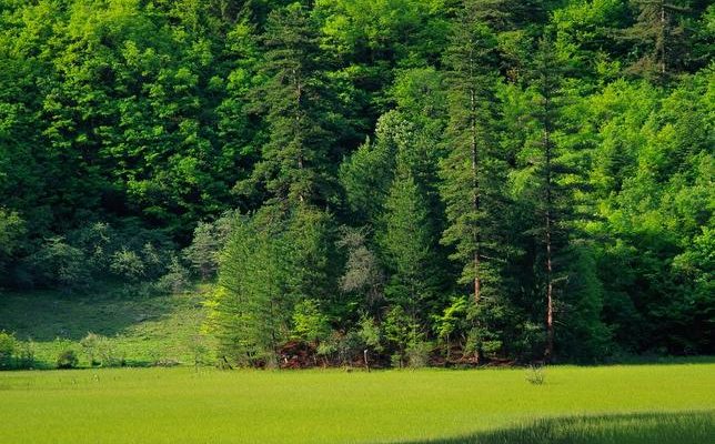 ФОРСАЙТ-ТЕХНОЛОГИИ в лесном хозяйстве img